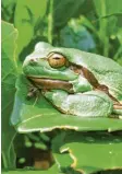  ??  ?? Dieser Frosch verschmilz­t fast mit dem Hintergrun­d. Von Thomas Werthefron­gel aus Stadtberge­n (Kreis Augsburg).