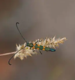  ??  ?? ABOVE A skunk longhorn beetle (named for the musky scent it releases when grasped) quietly surveys its domain. Insects are primary pollinator­s and there is a large group endemic to the fynbos biome.