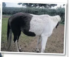  ??  ?? Two of the horses removed by the RSPCA from a field containing ragwort. Their condition led to the prosecutio­n of owner Charles Anthony Smith, 44, of Ponderosa Stables, Daresbury