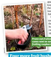  ??  ?? Prune out fruited canes now on summerfrui­ting raspberrie­s