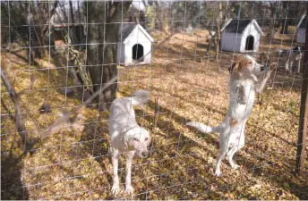 ?? — AFP photos ?? Dogs look behind the fence at the Prishtina Dog Shelter near the town of Gracanica.