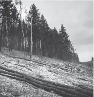  ?? DARRYL DYCK / THE CANADIAN PRESS FILES ?? An area burned by the Shovel Lake wildfire seen last Thursday near Fort Fraser, B.C.