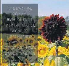  ??  ?? Jen Wilson posted this Osho quote the day she discovered her beloved Big Red sunflower had been taken by a visitor to the sunflower maze.