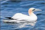  ?? CONTRIBUTE­D PHOTO/ALIX D’ENTREMONT ?? Northern gannet was photograph­ed at German Bank in August 2016.