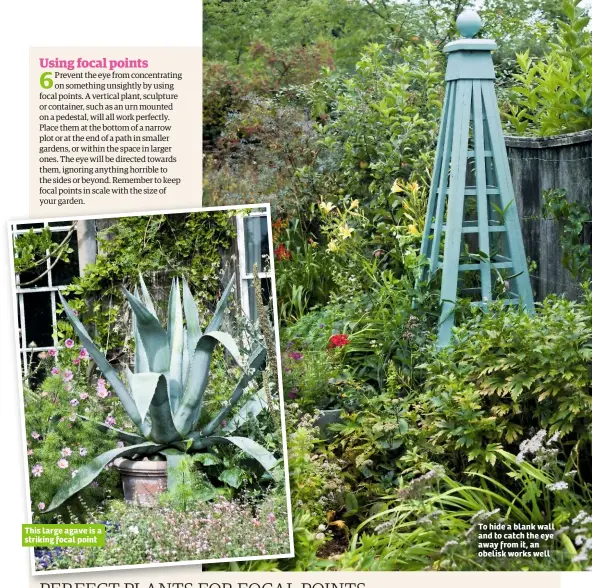  ??  ?? This large agave is a striking focal point To hide a blank wall and to catch the eye away from it, an obelisk works well