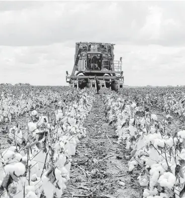  ?? Edward A. Ornelas / San Antonio Express-News file ?? Cotton is harvested near Bishop in South Texas. Cotton has been selling for 64 cents per pound, compared with highs of about $2 per pound in 2011. Texas is the nation’s leading cotton-producing state.