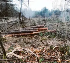  ?? Archivfoto: Hermann Schmid ?? Die Königsbrun­ner Heide bietet einzigarti­ge Lebensbedi­ngungen für allerlei seltene Pflanzen und Kleintiere. Um diesen mehr Raum zu geben, werden einige Bäume ge fällt.