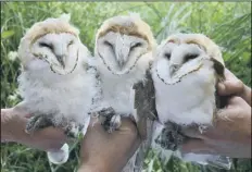  ?? Photo: Paul Stevens ?? The three owlets hatched at Arundel this spring got their leg rings last week thanks to Stuart Card & Jake Everitt, wardens from Warnham Nature Reserve