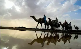  ??  ?? Racing camels walk to the site of a training session after a rainy day in Al-Ain near the United Arab Emirates-Oman border on Friday. — AFP