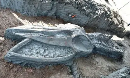  ?? Photograph: Facebook/Topvarawut ?? The rare whale skeleton discovered in Thailand. It is thought to be up to 5,000 years old.