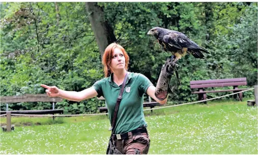  ?? FOTOS: CHRISTIANE KELLER ?? Bereit zum Abflug: Falknerin Ricarda Pietrusky mit dem Kordillere­nadler Silvan im Wildpark Müden.