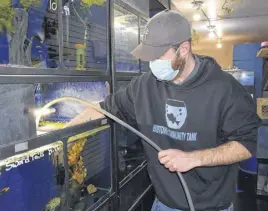  ?? CHELSEY GOULD/TRURO NEWS ?? Mike Castein vacuums one of the fish tanks.