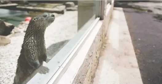  ?? PHOTOS: MATTHEW BENDER/THE WASHINGTON POST ?? An otter looks out from his enclosure and into an empty public viewing area at the Cape May County Zoo in New Jersey.