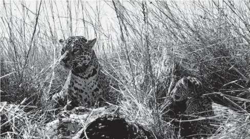  ?? FOTO: AFP ?? >Cachorros de jaguar, Sagua’a y Saso, después de ser liberados en el Parque Nacional Iberá, por la Fundación Rewilding Argentina.