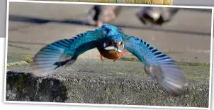  ??  ?? Take-away meal: The bird flies off with its supper in its beak