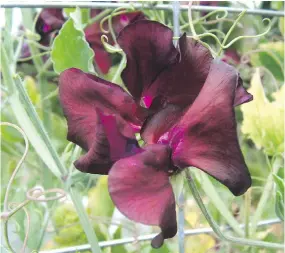  ?? HELEN CHESNUT ?? Left: Round Lemon cucumbers are crisp and juicy. Right: Midnight, in the Spencer Series of sweet peas, produces clusters of burgundy flowers well into August.