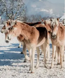  ??  ?? Internatio­nal bekannt – Haflinger Fohlenhof Ebbs im Kufsteiner Land