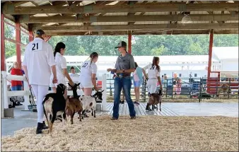  ??  ?? Saratoga County Goat Show exhibitors walk by animal ambassador Tera Berlin during an event at the 2021Sarato­ga County Fair.