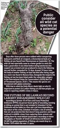  ??  ?? Fishing cat killed by a snare in Nuwara Eliya