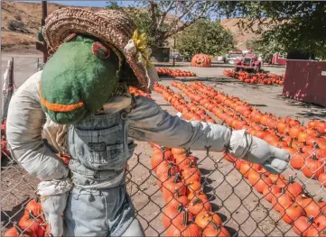  ?? Michele Lutes/The Signal ?? After closing in 2015 due to the drought, Lombardi Ranch is scheduled to open to the public Oct. 20-21 and 27-28 for pumpkins and pictures only. The owners of the ranch say they look forward to seeing residents visit the ranch again.