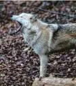  ?? Fotos: dpa ?? Hund oder Wolf? Bei Mischlinge­n wie diesen beiden kann man das oft kaum unter‰ scheiden.