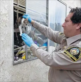  ?? John Gibbins San Diego Union-Tribune ?? SAN DIEGO COUNTY animal control officer Dereck Nykaza removes a cat through a kitchen window of a home in Mira Mesa that was full of trash.