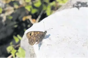  ?? Alan Wright ?? Wall brown butterfly on Warton Crag