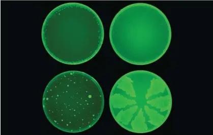  ?? Courtesy of the Collins Lab at MIT ?? Petri dishes with halicin molecules (top): AI revealed their ability to combat E coli, whereas ciprofloxa­cin (bottom) does not. Photograph: