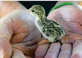  ?? RALPH BARRERA/AMERICAN-STATESMAN ?? Crowe’s Nest Farm brings animals to the Austin Public Library this summer.