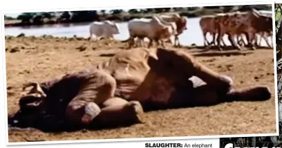  ??  ?? SLAUGHTER: An elephant killed to ‘protect cattle’. Right: A Samburu herdsman wielding a machete