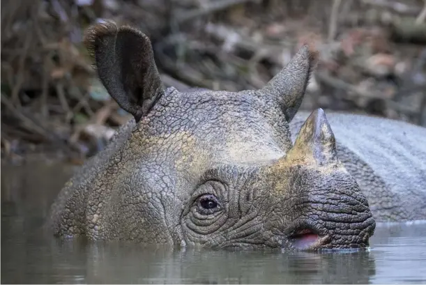  ??  ?? Above: once found across Asia – from Myanmar and Thailand to Cambodia and Vietnam – the Javan rhino is down to its last stronghold.