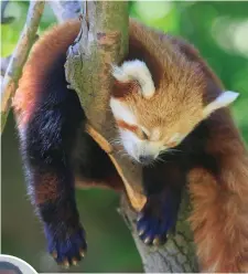  ??  ?? A red raccoon enjoying the weather at Dublin Zoo