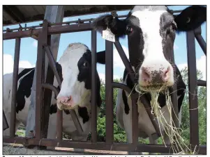 ?? (AP) ?? Cows eat hay last month at the University of Vermont dairy farm in Burlington. U.S. milk sales have risen sharply during the pandemic after decades of decline.
