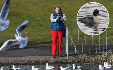  ??  ?? Maureen Griffiths at Alexandra Park where she saw the bird struggling with a mask, inset