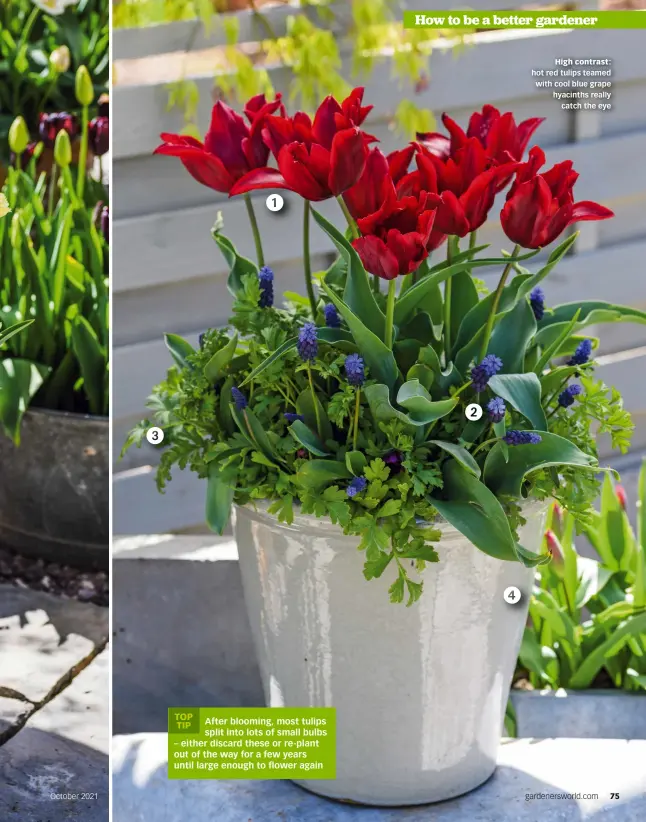  ?? ?? High contrast: hot red tulips teamed with cool blue grape hyacinths really catch the eye