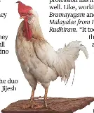 Paws in action - PressReader