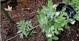  ??  ?? A tomato plant, left, alongside a wando pea plant grown by Yvonne Savio.