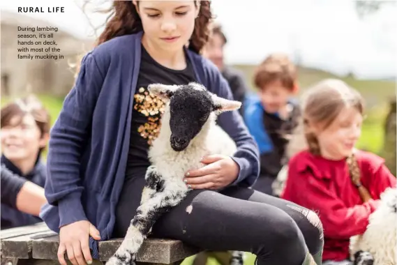  ??  ?? During lambing season, it’s all hands on deck, with most of the family mucking in