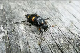  ?? VANESSA R. LANE VIA AP ?? A Nicrophoru­s orbicollis beetle was found in November of 2019in Georgia. Burying beetles scout for a dead mouse or bird, dig a hole and bury it, pluck its fur or feathers, roll its flesh into a ball and cover it in goop — all to feed their future offspring.