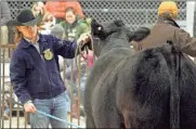  ?? Jeremy Stewart ?? Rockmart High School’s Hunter Arnold leads Possum around the arena during the Polk County Show Team’s annual cattle sale Friday, Feb. 3.