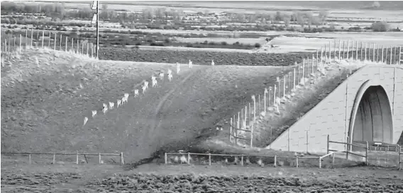  ?? WYOMING FISH AND GAME DEPARTMENT ?? An image from video shows a herd of pronghorn crossing Route 191 in Wyoming. Crossings like these have reduced collisions between animals and vehicles.