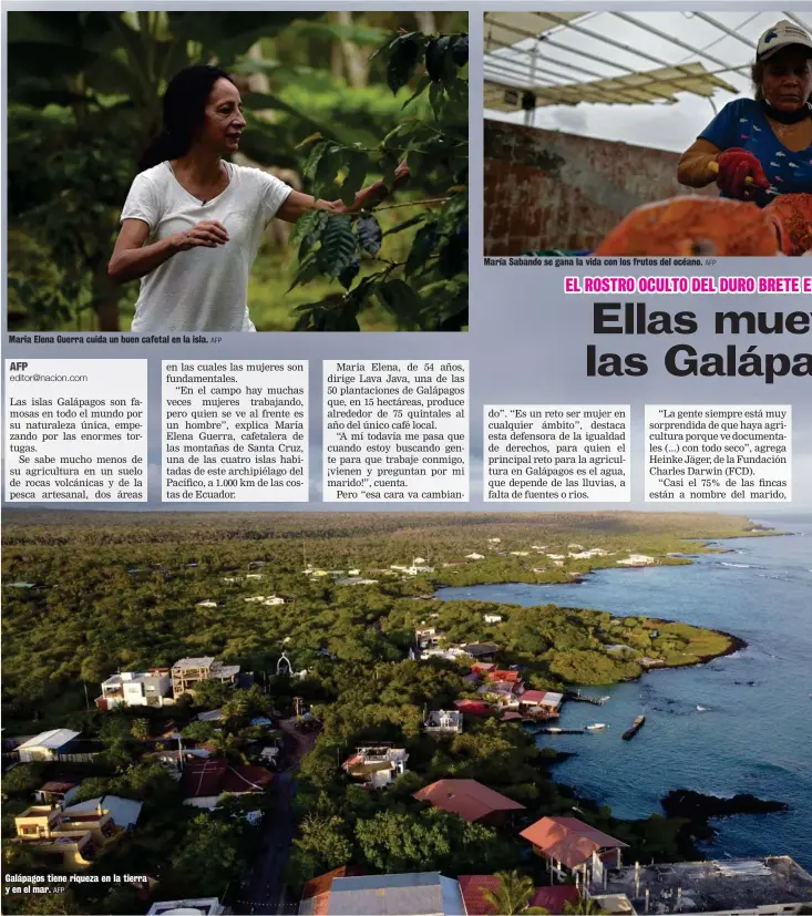  ?? AFP AFP AFP ?? Maria Elena Guerra cuida un buen cafetal en la isla.
Galápagos tiene riqueza en la tierra y en el mar.
María Sabando se gana la vida con los frutos del océano.