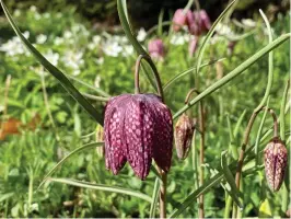  ?? FOTO: TAINA SUONIO ?? Kungsängsl­iljan är en ovanligare lökväxt som växer vild på Åland. Det är en mångårig lökväxt som blommar i maj-juni. Dessa liljor växer på Suonios gård, Roslings Manor i Pernå.