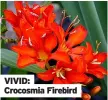  ??  ?? VIVID: Crocosmia Firebird