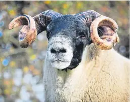  ?? Picture: Catherine MacGregor. ?? This Dyke ram from Jimmy and Donald MacGregor at Milton of Campsie fetched the top price of £30,000.