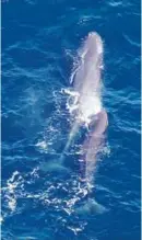  ?? ?? The sperm whale calf was seen swimming with an adult. Sperm whales are considered endangered.