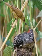  ??  ?? Squatter: A reed warbler feeds a nest-hogging cuckoo chick
