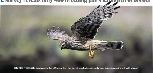  ??  ?? ON THE RED LIST: Scotland is the UK’s last hen harrier stronghold, with only four breeding pairs left in England