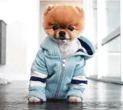  ?? Jiff Pom on Instagram ?? JiffPom, one of the most popular pups on Instagram, has an ever-changing wardrobe.