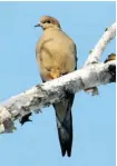  ?? JUDITH GUSTAFSSON PHOTO ?? A mourning dove takes the long view.